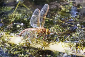 Detailed shot of a brown hawker dragonfly resting on a twig in Northern Ireland wetland. jigsaw puzzle