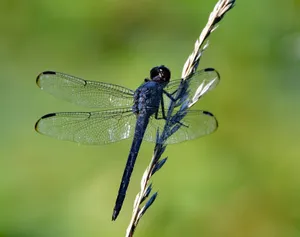 Detailed view of a vibrant slaty skimmer dragonfly perched on a twig in natural habitat. jigsaw puzzle