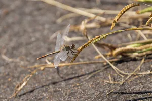 Detailed view of a dragonfly perched on dry grass at Mount Annan, Australia. jigsaw puzzle
