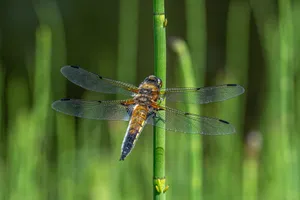 Macro shot of a four-spotted chaser dragonfly (Libellula quadrimaculata) resting on a green reed. jigsaw puzzle