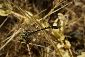 Detailed image of a dragonfly with green eyes resting on a stick in a dry grass environment. jigsaw puzzle