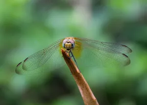 Detailed macro shot of a dragonfly perched on a twig with blurred green background. jigsaw puzzle