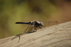 Detailed macro shot of a dragonfly on a wooden railing, highlighting its wings and body. jigsaw puzzle