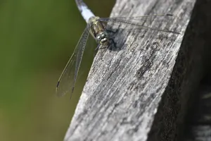 A detailed close-up image of a dragonfly resting on a wooden surface, showcasing its wings and body. jigsaw puzzle