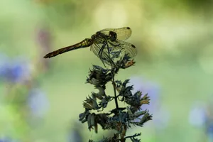 A detailed image of a dragonfly perched on a dried plant showing the beauty of nature in summer. jigsaw puzzle