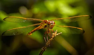 A vibrant dragonfly perched on a twig against a blurred green background. jigsaw puzzle