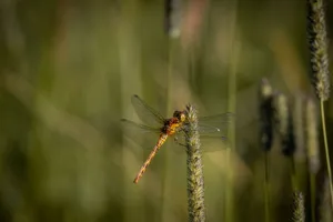 A beautiful dragonfly perches delicately on grass in a natural setting. jigsaw puzzle