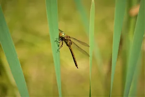 Macro shot of a dragonfly perched on green leaves. Blurred background adds focus to the insect. jigsaw puzzle