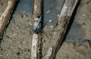 Close-up of an Eastern Pondhawk dragonfly resting on a muddy branch in nature. jigsaw puzzle