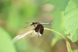 Detailed shot of a dragonfly perched on a leaf, highlighted by natural sunlight. jigsaw puzzle