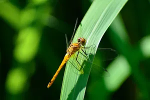 Vivid yellow dragonfly perched on a vibrant green leaf with a blurred natural background. jigsaw puzzle