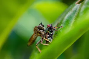 A robber fly perched on a leaf capturing its prey, captured in a detailed macro shot. jigsaw puzzle