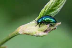 A vibrant green beetle perched on a leaf, showcasing intricate details of its exoskeleton. jigsaw puzzle