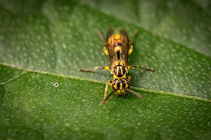 A detailed macro shot of two wasps resting on a green leaf, exhibiting intricate patterns. jigsaw puzzle