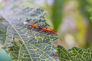 Two Dysdercus cingulatus bugs on a leaf captured in high detail, showcasing vibrant colors. jigsaw puzzle