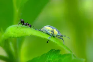 Macro shot of an ant interacting with a nettle weevil on a vibrant green leaf. jigsaw puzzle