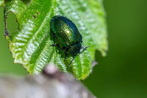 Detailed image of a green leaf beetle resting on a vibrant leaf. jigsaw puzzle