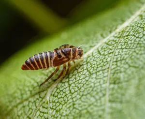 Macro photograph of an Oncopsis insect perched on a leaf showcasing its detailed texture. jigsaw puzzle