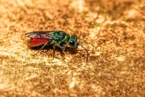 Vibrant macro shot of a Chrysis ignita cuckoo wasp on textured surface. jigsaw puzzle