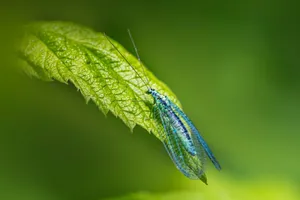 Close-up of a green lacewing perched on a vibrant leaf highlighting natural beauty. jigsaw puzzle