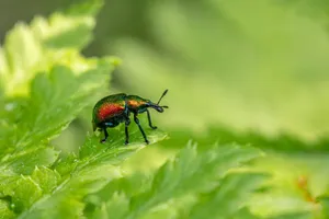 A vibrant beetle with iridescent colors resting on a dew-covered leaf, showcasing nature's beauty. jigsaw puzzle