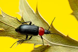 Close-up of a beetle resting on a leaf with a vibrant yellow backdrop. jigsaw puzzle