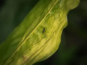 Detailed close-up photo of an ant on a vibrant green leaf, captured in Thailand. jigsaw puzzle