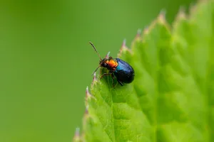 Close-up of a colorful willow flea beetle sitting on a green leaf, highlighting its iridescent colors. jigsaw puzzle