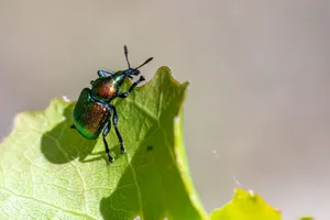 A detailed macro shot of an aspen leaf-rolling weevil on a green leaf. jigsaw puzzle