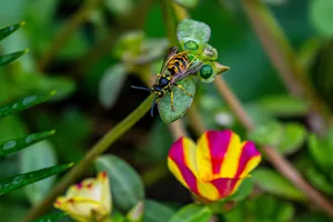 Close-up of a wasp on a leaf near a colorful flower in Rome, Italy. jigsaw puzzle
