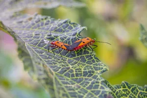 Vivid close-up photograph of two red cotton bugs on a green leaf. jigsaw puzzle