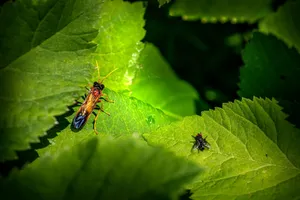 Macro shot of insects on bright green leaves in natural sunlight. jigsaw puzzle