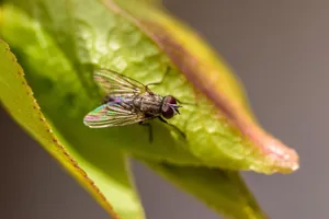 A detailed macro photograph of a housefly perched on a vibrant green leaf, showcasing nature's intricacies. jigsaw puzzle