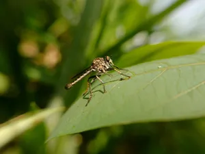 Detailed shot of a robber fly perched on a leaf in West Java, Indonesia, showcasing its intricate features. jigsaw puzzle