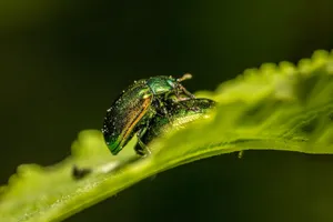 Detailed macro shot of a vibrant green leaf beetle on a leaf, showcasing intricate details. jigsaw puzzle