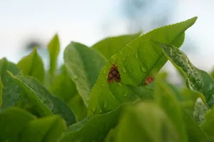 Detailed shot of vibrant green leaves covered in dew with tiny moths resting on them. jigsaw puzzle