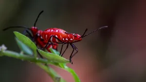 Detailed close-up of a vibrant red bug perched on a green leaf with blurred background. jigsaw puzzle