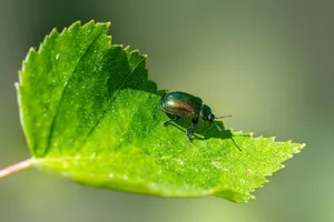 Detailed macro shot of a green leaf beetle on a vibrant leaf, showcasing insect ecology. jigsaw puzzle