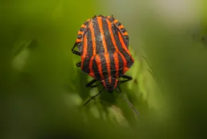 Close-up image of a vibrant red and black striped bug on a green leaf, showcasing its detail. jigsaw puzzle