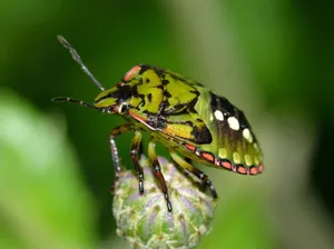 Detailed macro shot of a green shield bug resting on a flower bud, surrounded by nature. jigsaw puzzle