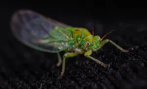 Detailed macro image of a green mantis showcasing its intricate textures. jigsaw puzzle