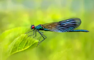 Vibrant damselfly perched on a leaf with detailed wings, showcasing nature's beauty. jigsaw puzzle