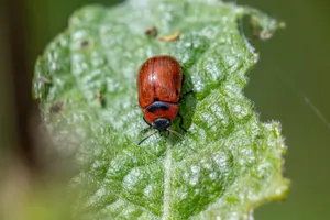 Detailed macro image of a Gonioctena viminalis leaf beetle on green foliage. jigsaw puzzle