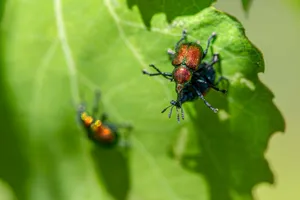 Macro shot of aspen leaf-rolling weevils on a leaf during summer, highlighting insect ecology. jigsaw puzzle