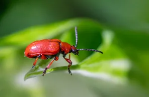 A vibrant red lily beetle perched on a green leaf, highlighting its detailed texture. jigsaw puzzle