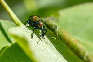 A vibrant beetle on a lush green leaf, highlighting insect diversity in nature. jigsaw puzzle