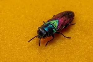 A vibrant jewel beetle displaying iridescent colors on a textured yellow background. jigsaw puzzle