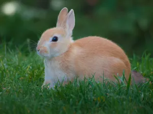 Adorable close-up photo of a domestic rabbit sitting on grass in Normandy, France. jigsaw puzzle