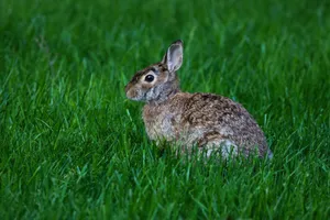 Adorable wild rabbit resting on a vibrant green grass field in summer. jigsaw puzzle