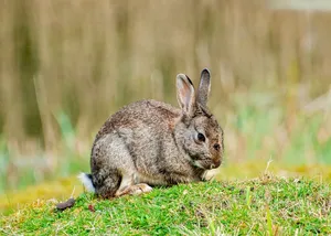 A wild rabbit sitting in a lush green field, captured in a close-up view that highlights its fur. jigsaw puzzle